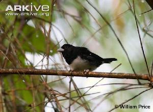 緋領厚嘴唐納雀 緋領厚嘴唐納雀