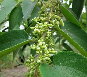山黃麻[蕁麻目榆科植物]