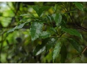 長柄山龍眼 長柄山龍眼