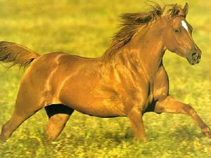 的盧[三國時期劉備坐騎]