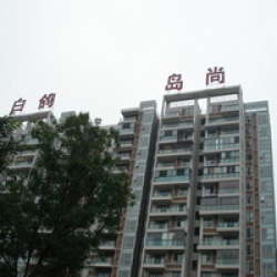 白鴿島尚二期 白鴿島尚二期