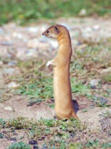 Mountain weasel Mountain weasel