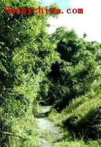 關西蝙蝠洞 關西蝙蝠洞