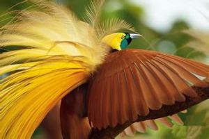 大極樂鳥 大極樂鳥