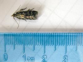 馬尾松梢小卷蛾 馬尾松梢小卷蛾