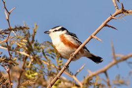 非洲鵙屬 非洲鵙屬