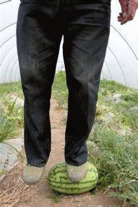 石頭西瓜 石頭西瓜