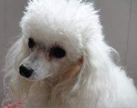 迷你貴賓犬 迷你貴賓犬