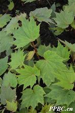 花葉秋海棠 Begonia cathayana