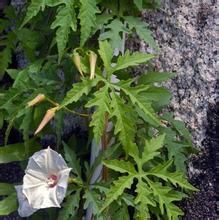 多裂魚黃草 多裂魚黃草