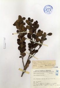 倒卵葉冬青 倒卵葉冬青