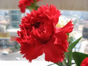 花卉保健療法 花卉保健療法