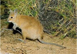 蓬毛兔袋鼠 蓬毛兔袋鼠