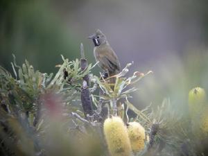 黑喉嘯冠鶇 黑喉嘯冠鶇