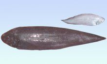 半滑舌鰨 半滑舌鰨