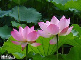 水華[蓮花別名]