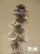 刺沙蓬[刺沙蓬]