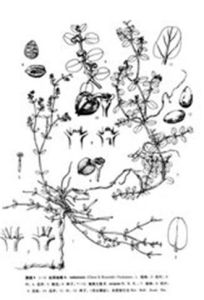 台西地錦 台西地錦