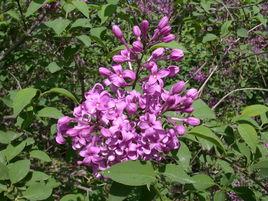 紅堇什錦丁香 紅堇什錦丁香