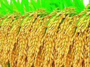 培雜青珍 培雜青珍