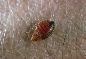 完全寄生物 完全寄生物