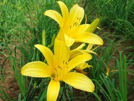 中國黃花節 中國黃花節