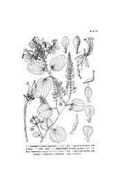 長柄羊蹄甲 長柄羊蹄甲