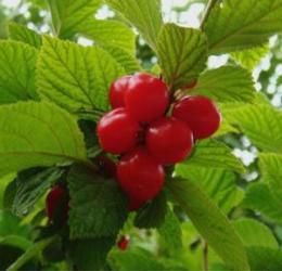 多毛櫻桃 多毛櫻桃