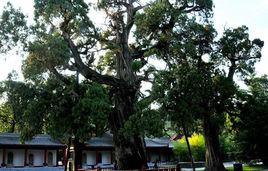 黃帝手植柏 黃帝手植柏