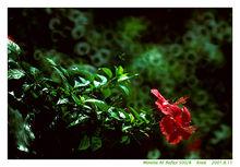 焦外成像的效果