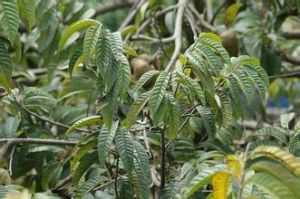 牛心梨葉 牛心梨葉