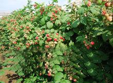紅樹莓 種植園