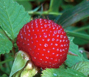 黃平懸鉤子 黃平懸鉤子