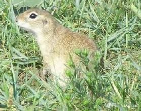 沙黃田鼠 沙黃田鼠