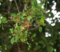 卵葉寄生 卵葉寄生