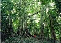 西雙版納熱帶雨林