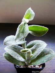 多須草科 多須草科