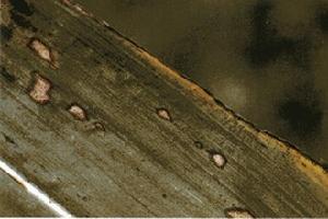 高粱球腔菌葉斑病病葉<a name="ref_[1]"></a>