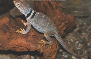 項圈蜥亞科 項圈蜥亞科