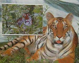 華南虎事件 華南虎事件