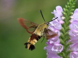 咖啡透翅天蛾 咖啡透翅天蛾
