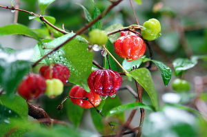 紅果蒲公英 紅果蒲公英