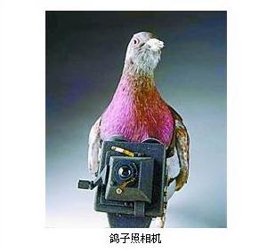 鴿子照相機