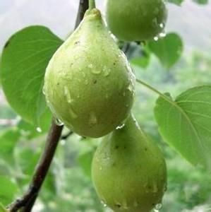 金川雪梨 金川雪梨