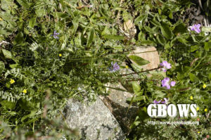 筆直黃耆 筆直黃耆