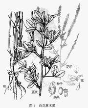 白花草木犀墨線圖