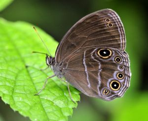 蛇神黛眼蝶 蛇神黛眼蝶