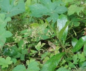 粗拉拉藤組 粗拉拉藤組