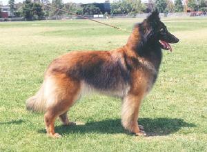 比利時坦比連犬