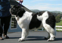 紐芬蘭犬